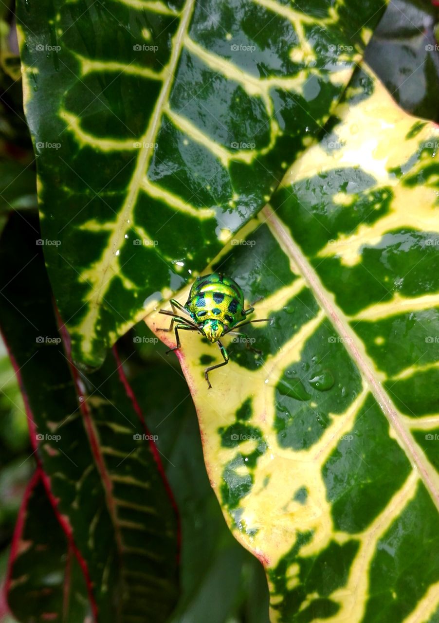 Beautiful... Colourfull.. Beetle...