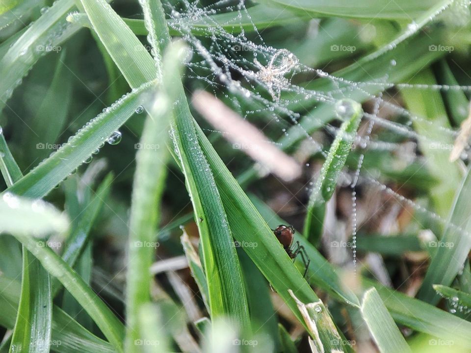 Spider, spiderweb an dew