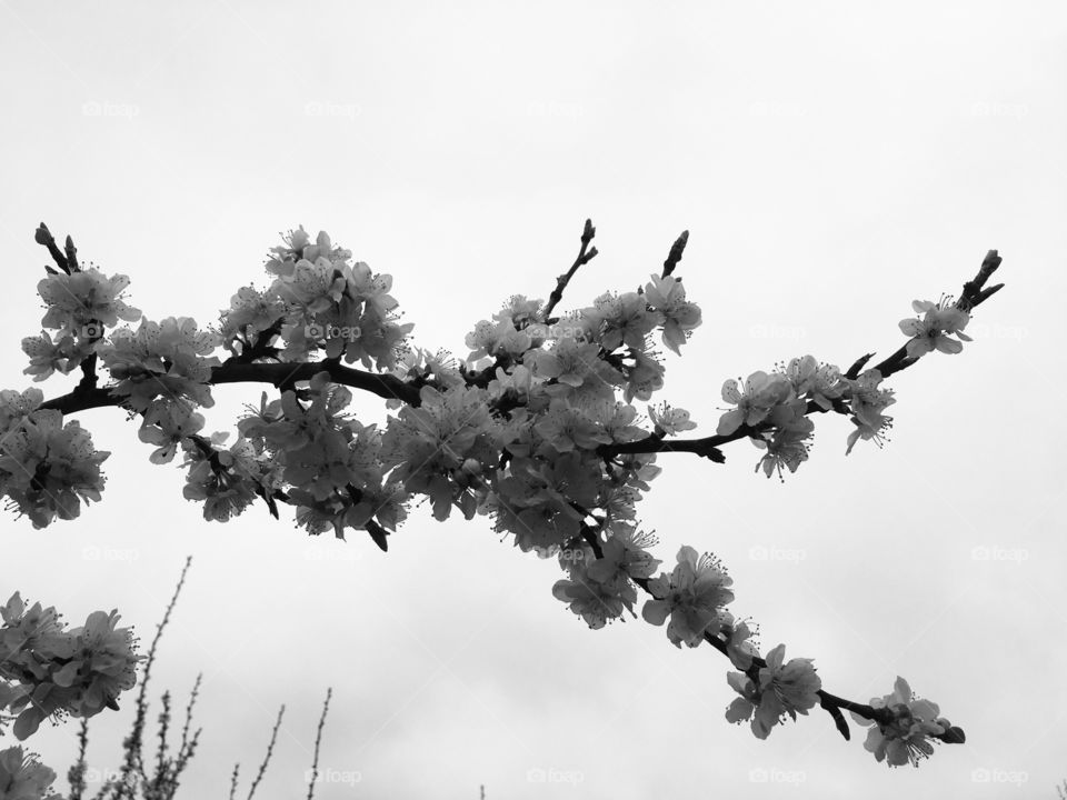 Silhouetted black and white blossom from a tree branch reaching out across the sky. I really like the shape and shadowing here.