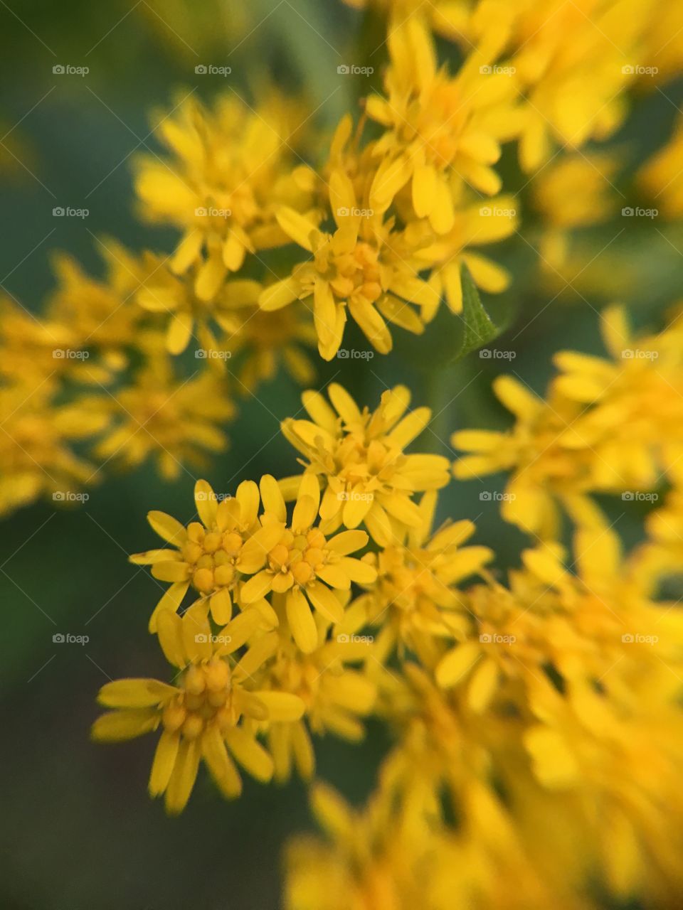 Goldenrod 