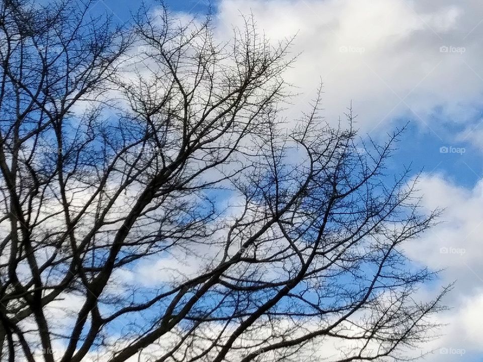 tree branches and clouds