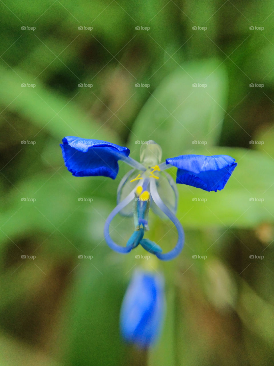 the flower which amezed me