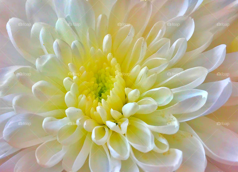 Originally is white Chrysanthemum but with high color adjust I think it doesn't look bad