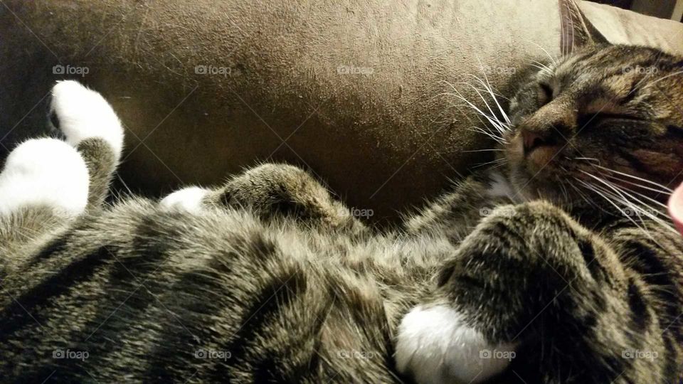 Grady sleeping, Kitty Nap