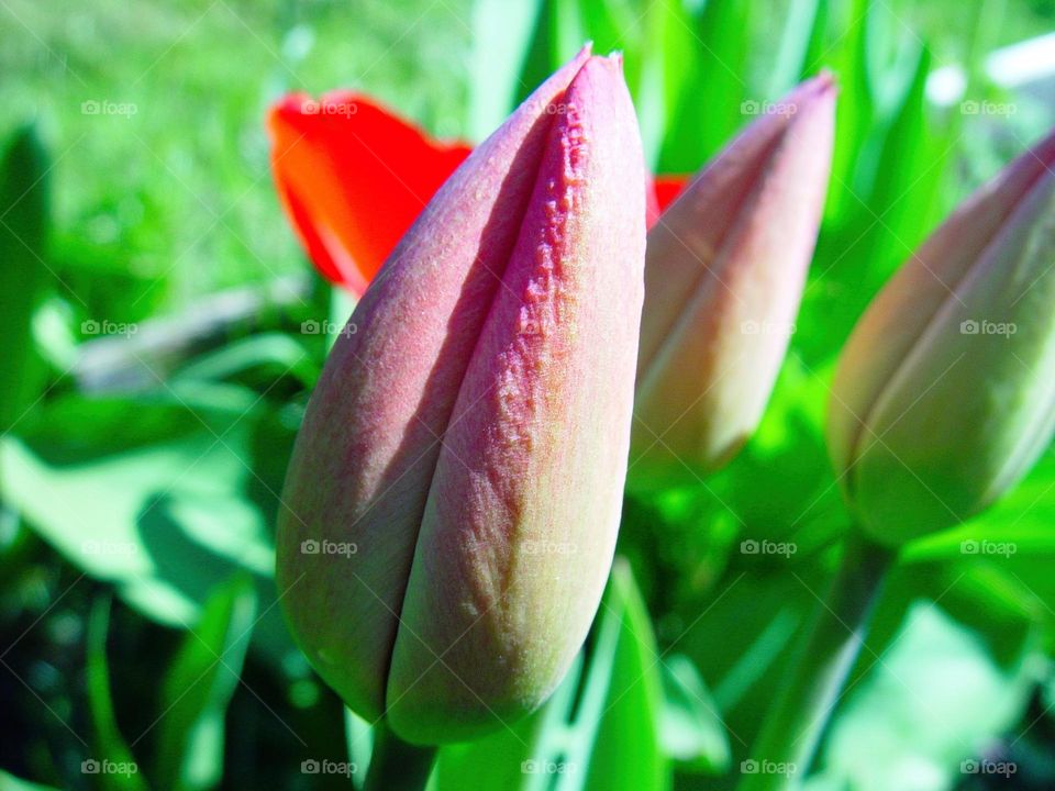 tulips