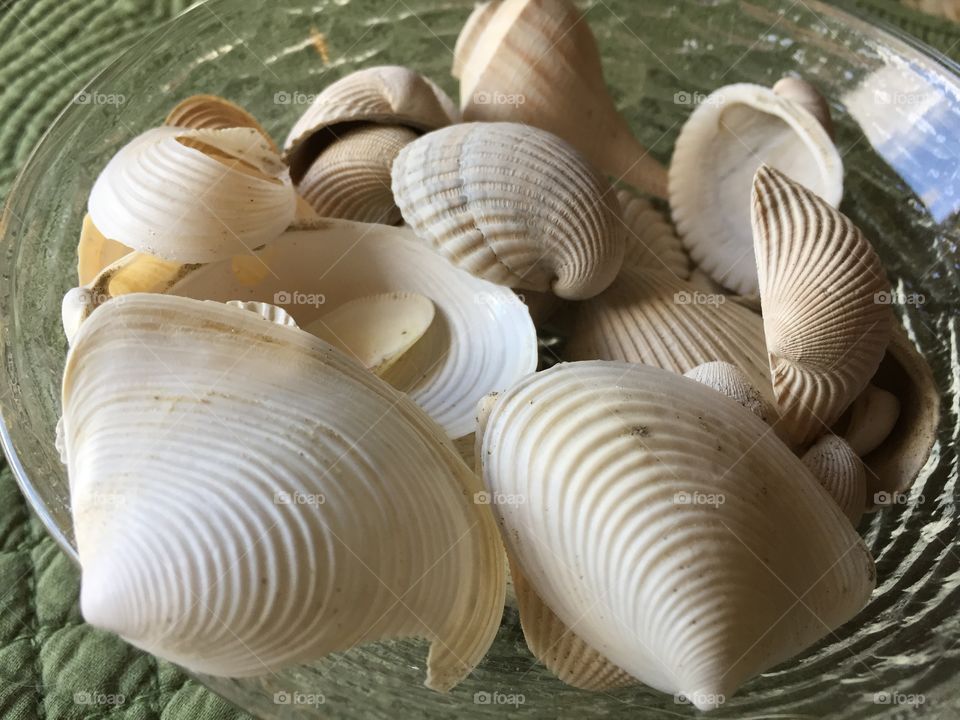 Shells