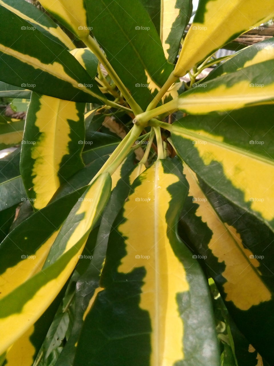 Leaf, Nature, No Person, Flora, Growth