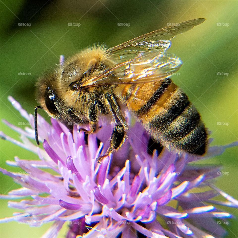 Honey Bee drinking nectar from a purple flower 