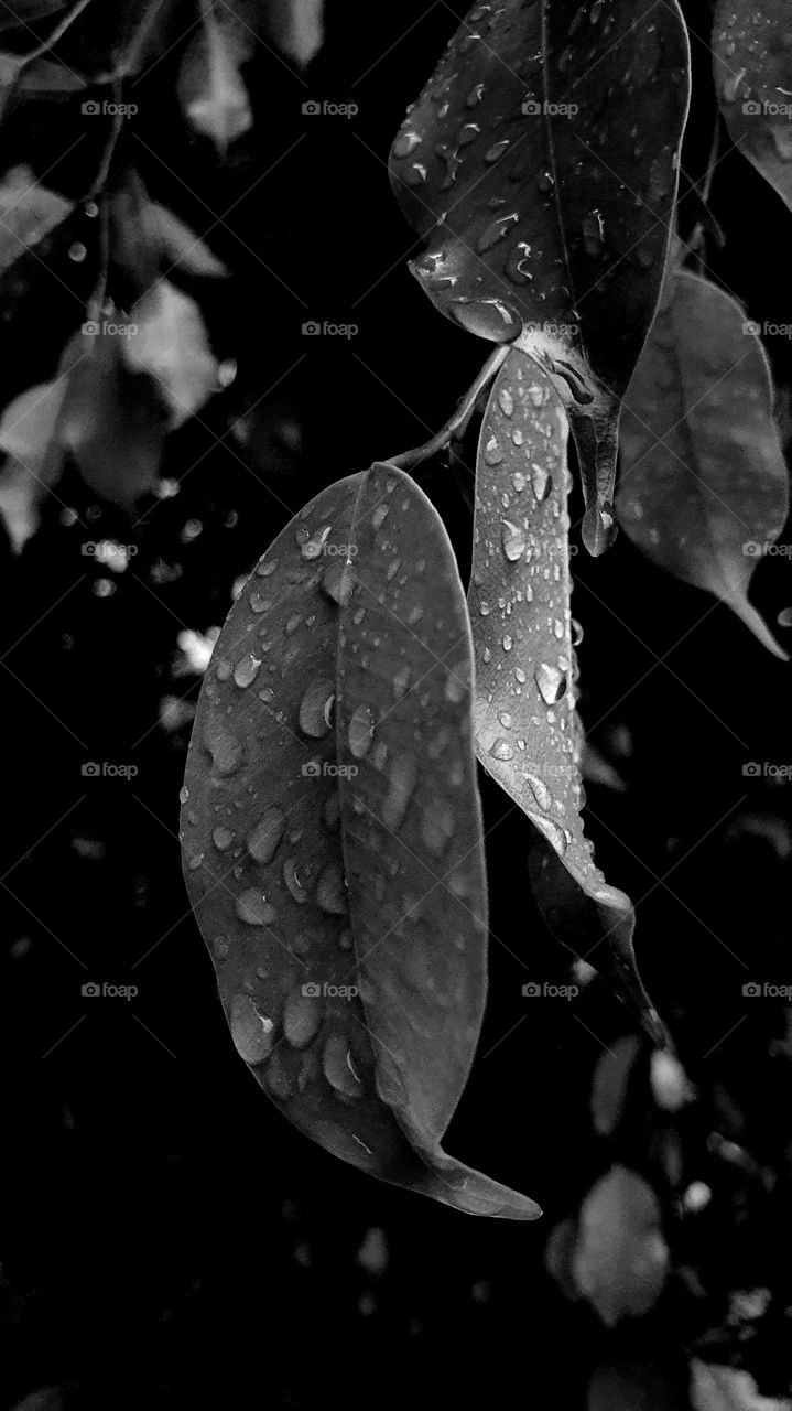 leaf