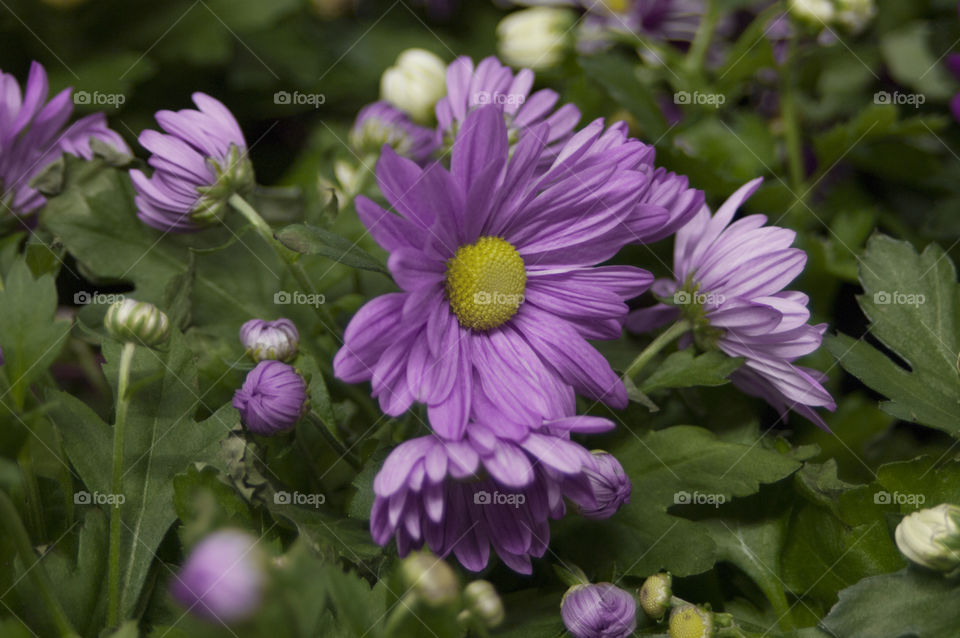 flowers in pots