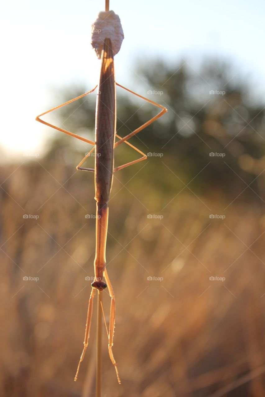 Preying mantis