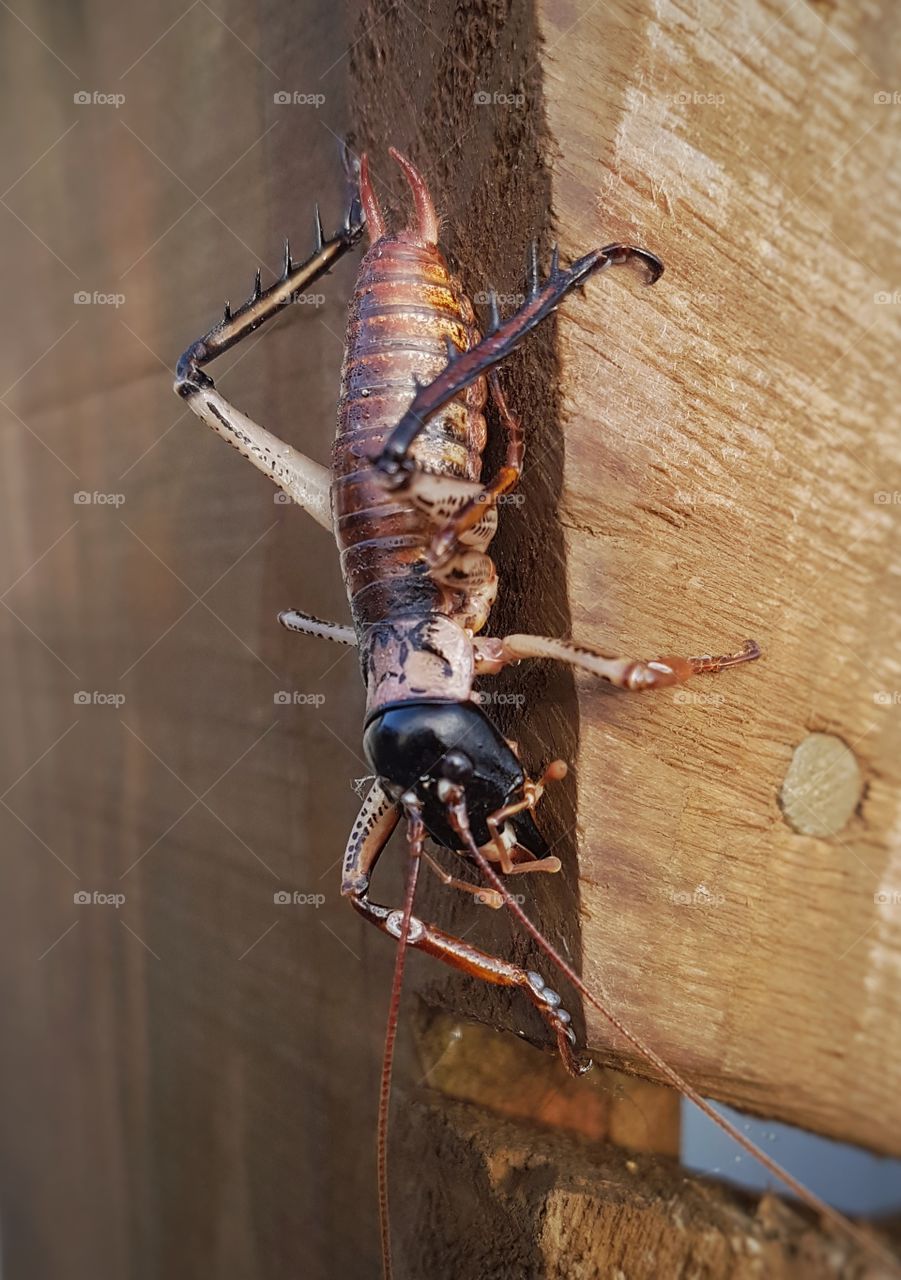 NZ Weta on wood insect