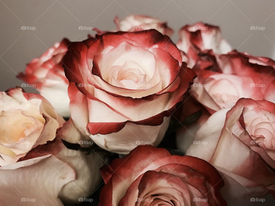 Rose, Love, Flower, Wedding, Romance