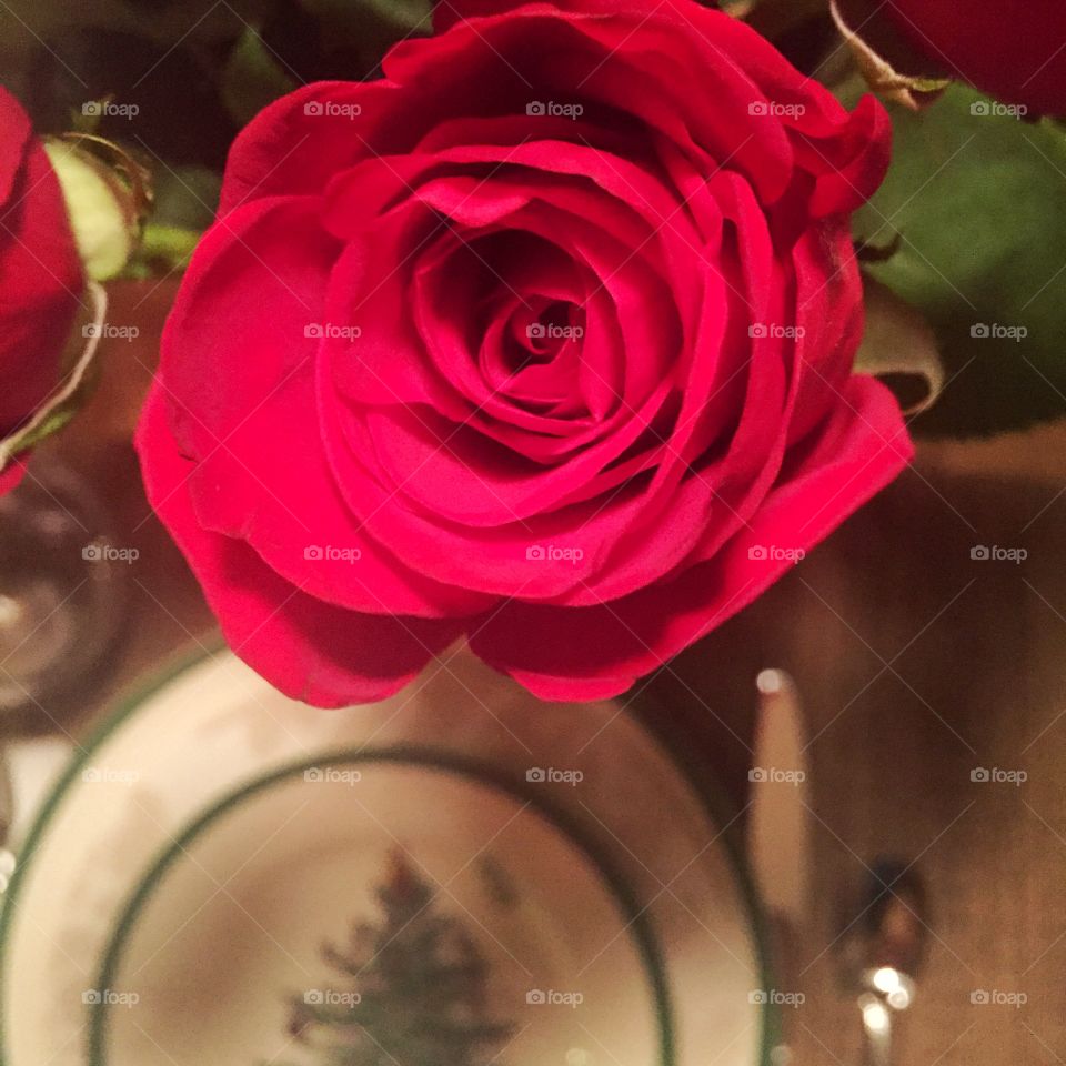 Red Rose