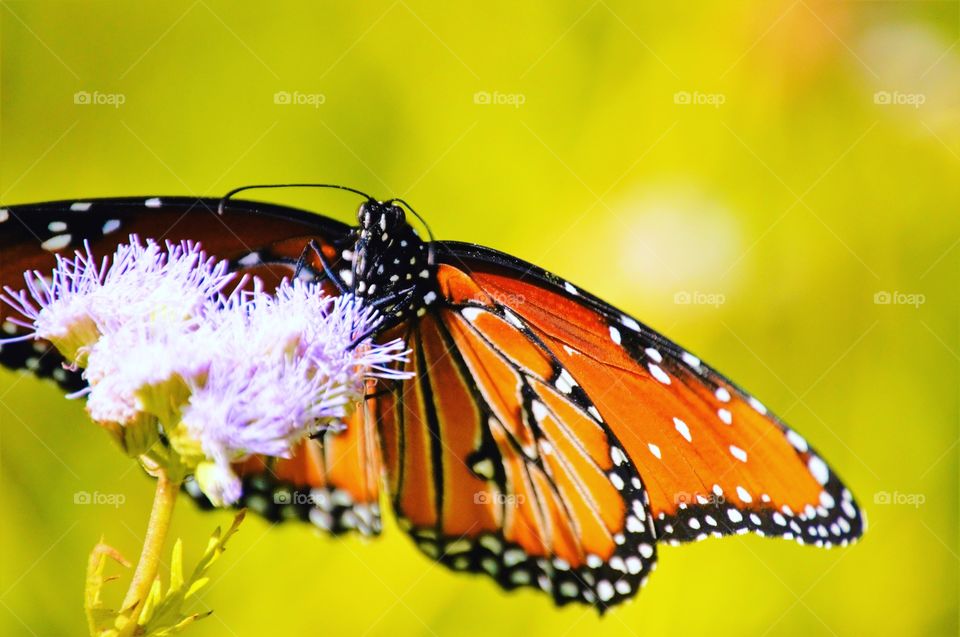 Monarch butterfly front view 
