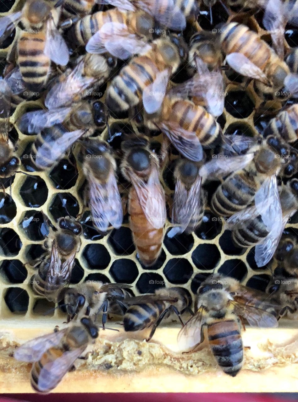 Beekeeping, grafting, queen rearing, queen, rearing, bees, honeybee, honeybees, brood, wax, comb, nectar, capped, eggs, larva, delicate, process, light, dark, frame, foundation, honey, queen, queen bee, nurse bees, foragers