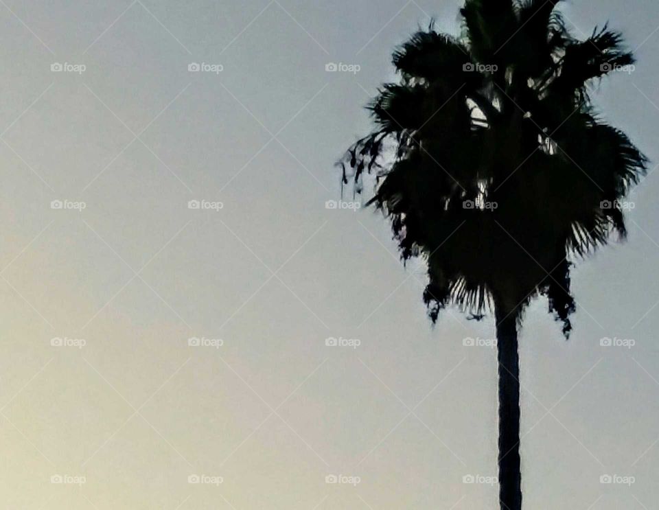 Palm Tree (Backlit)