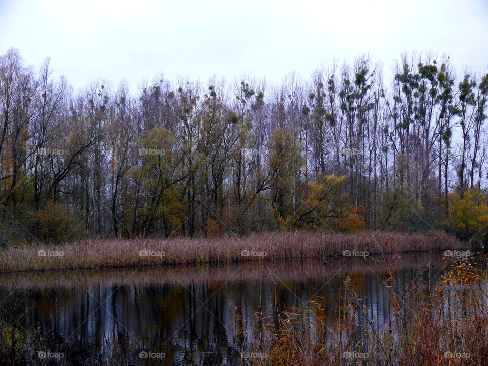 Tranquil scene of tree reflection in water in Zehdenick, Germany.