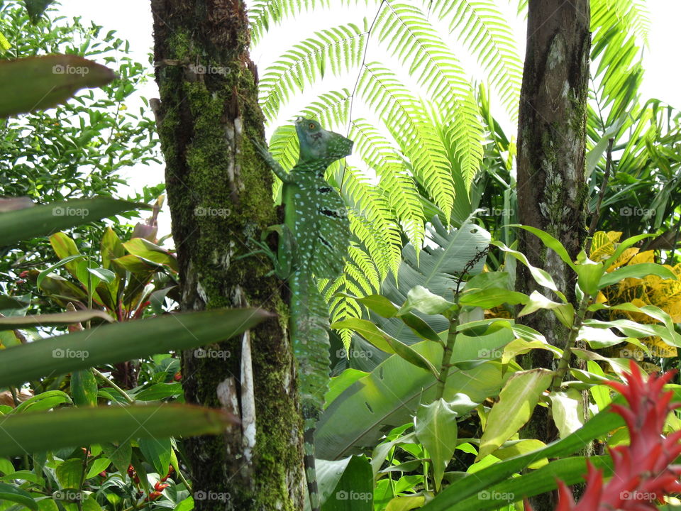 Basilisk lizard, Costa Rica 