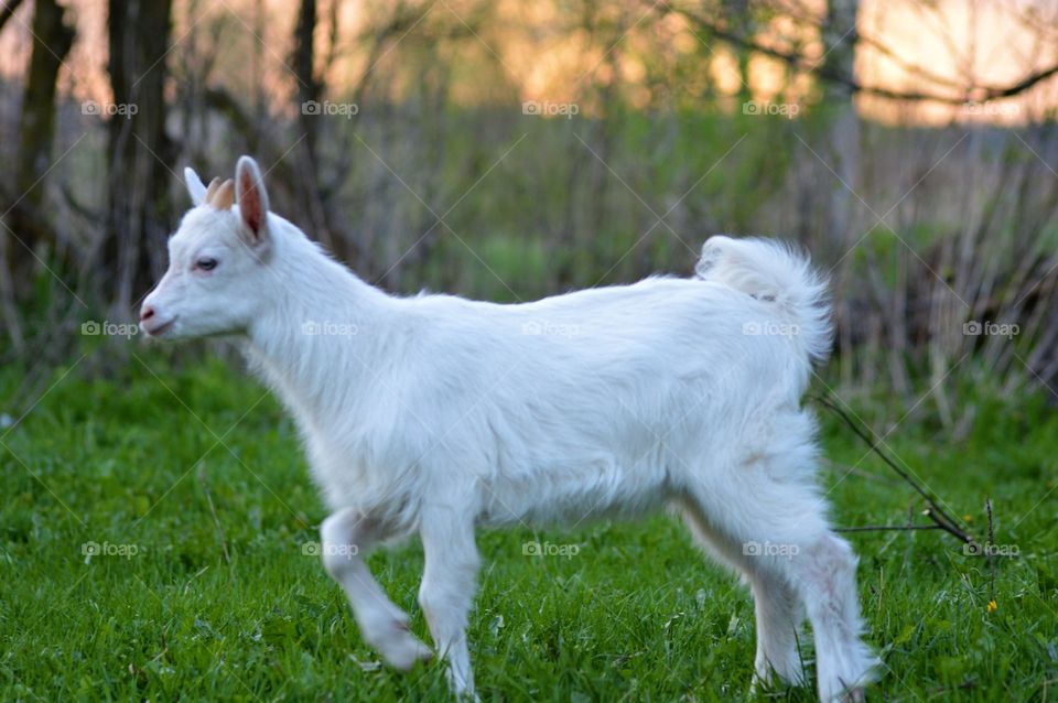 Goat in grass