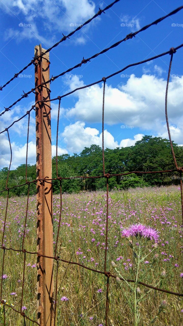 Fence, Wire, No Person, Nature, Barbed Wire