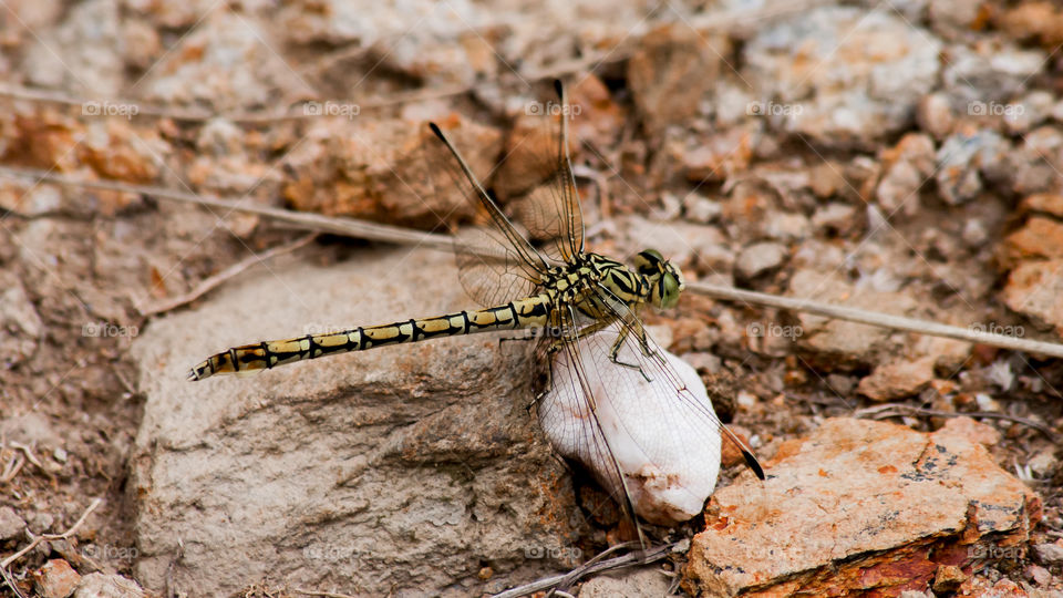 yellow dragonfly