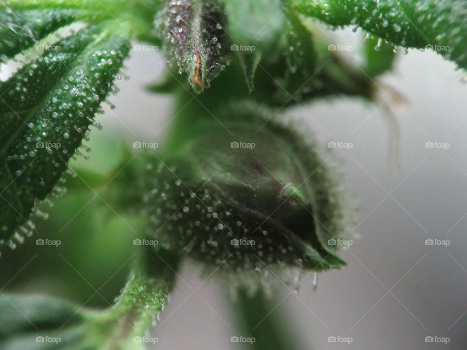 Hyper-Macro of cannabis trichomes in young female Marijuana plant.