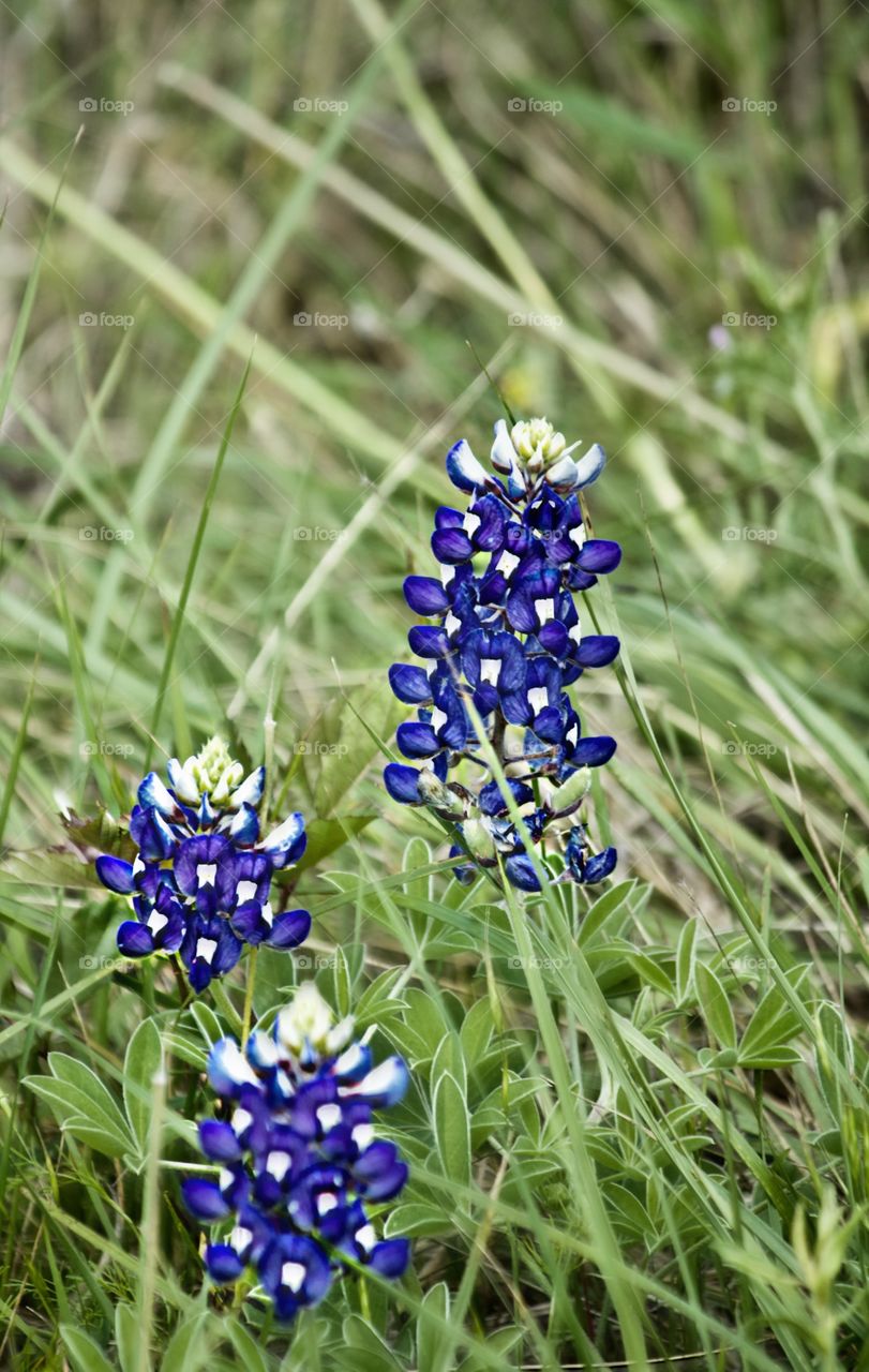 Bluebonnet time in Texas!!!