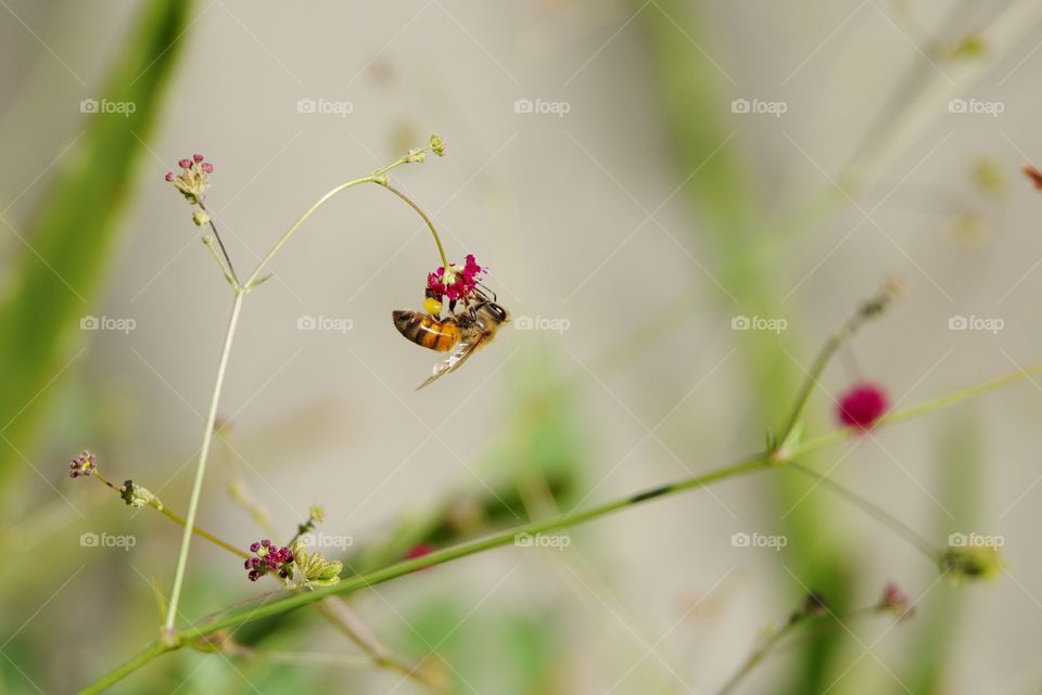 Bee collecting pollen.