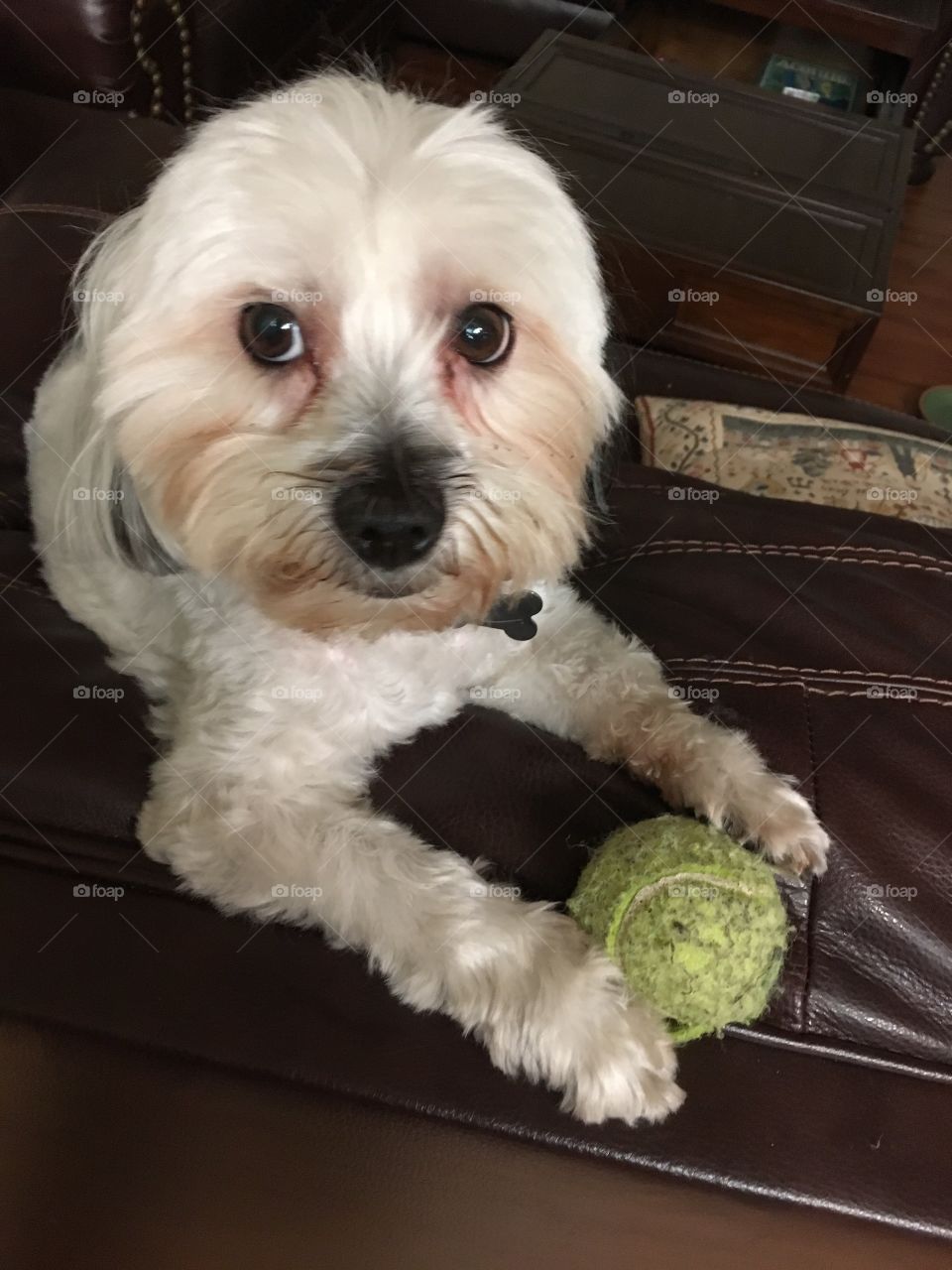 Oreo & his ball.