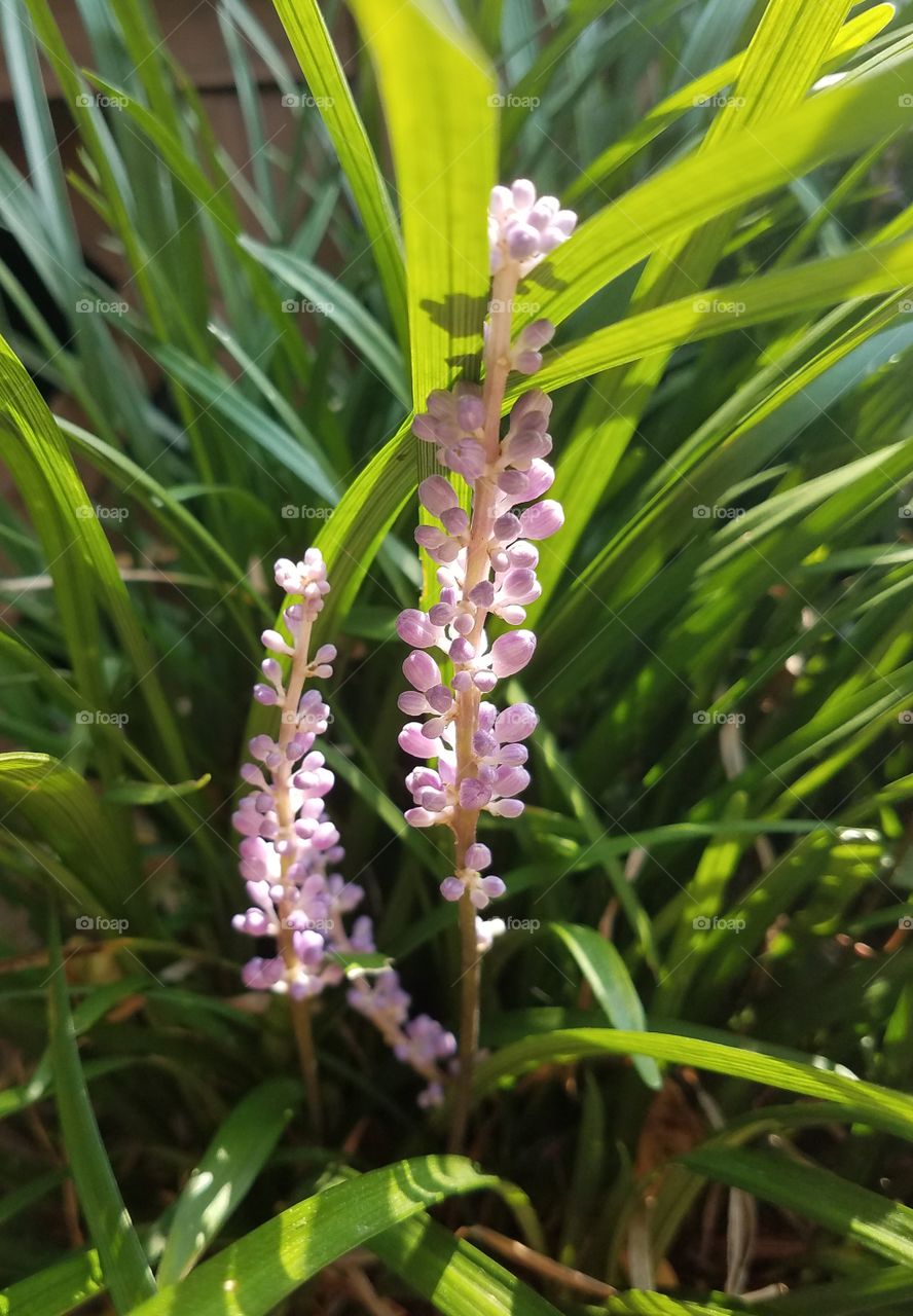 summer flowers