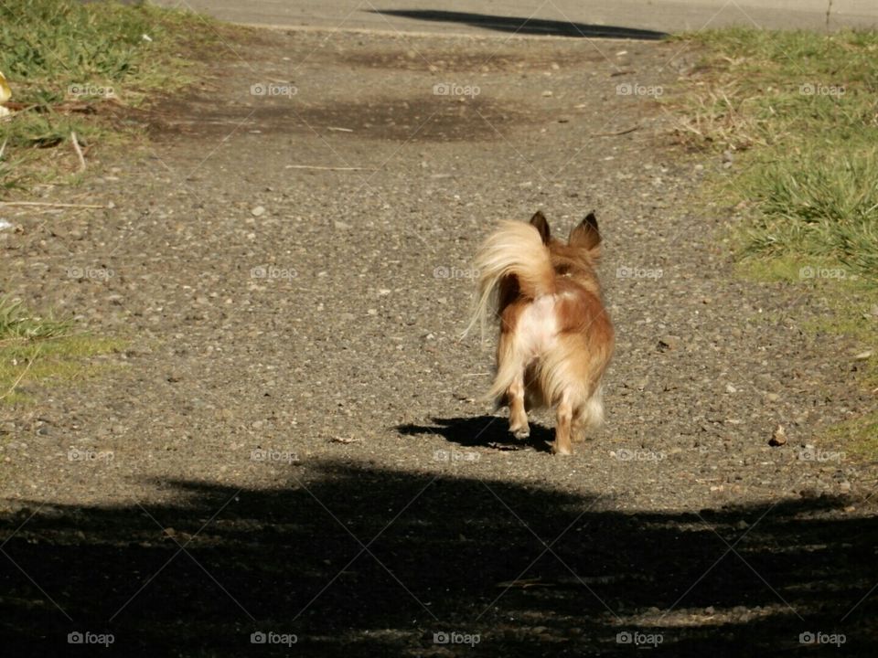 The Stray On Main Street.😄