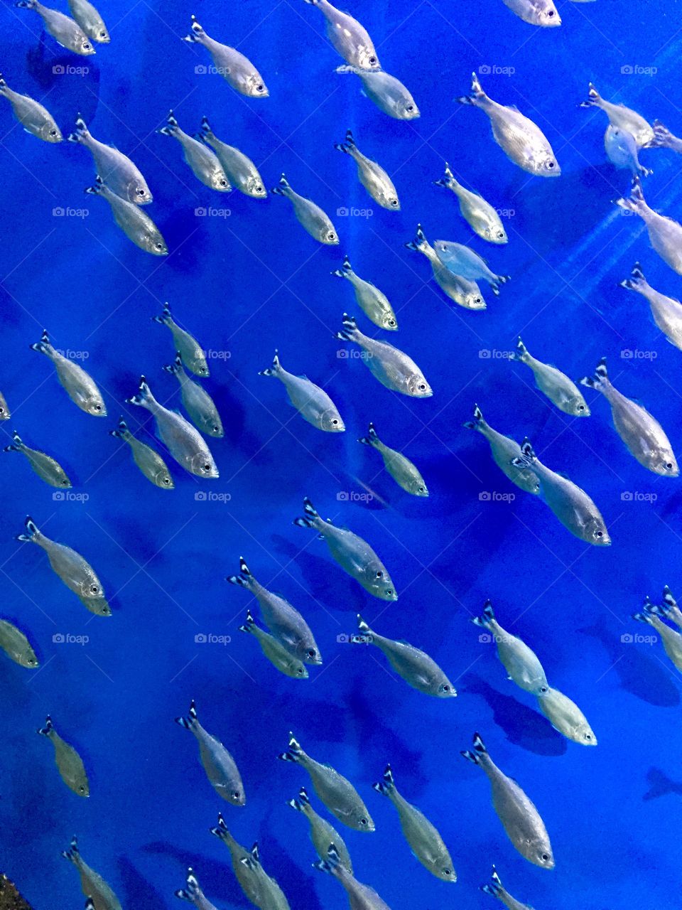 School of Fish