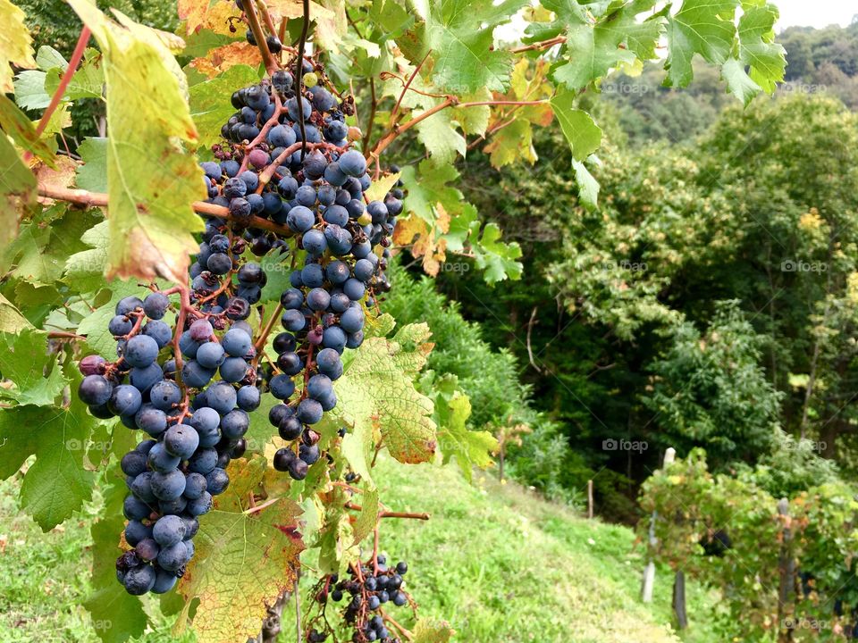 vineyard of black grapes, Spina Verde Regional Park, Cavallasca, Como