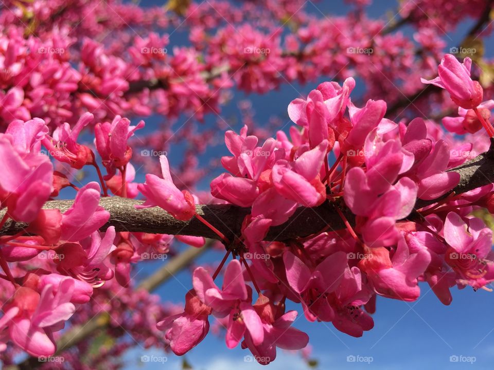 Pink Redbud in Connecticut