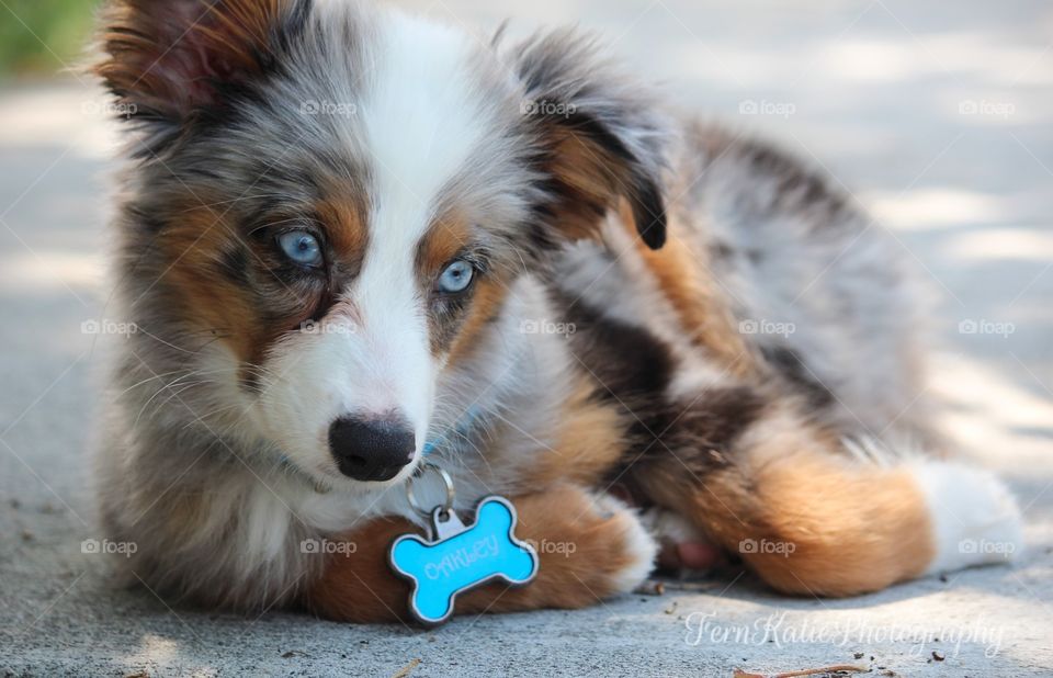 Mini Aussie 