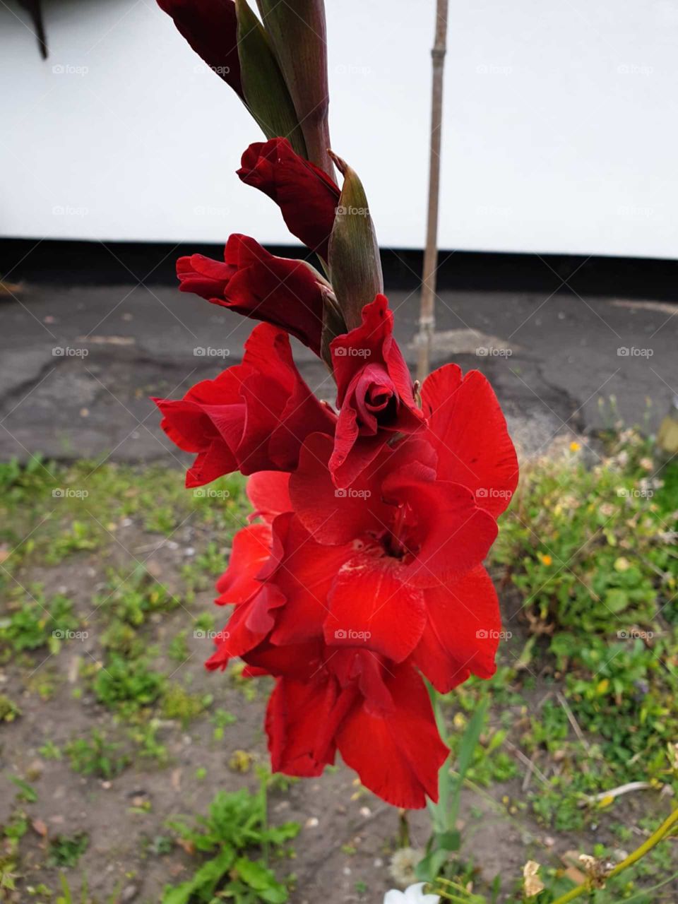 English red bloom