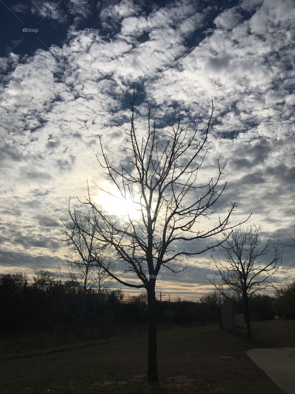 Tree with sunlight 