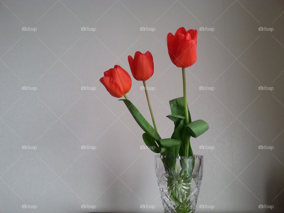 beautiful red tulips in a vase