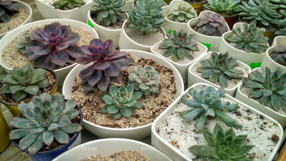 house plants in pots