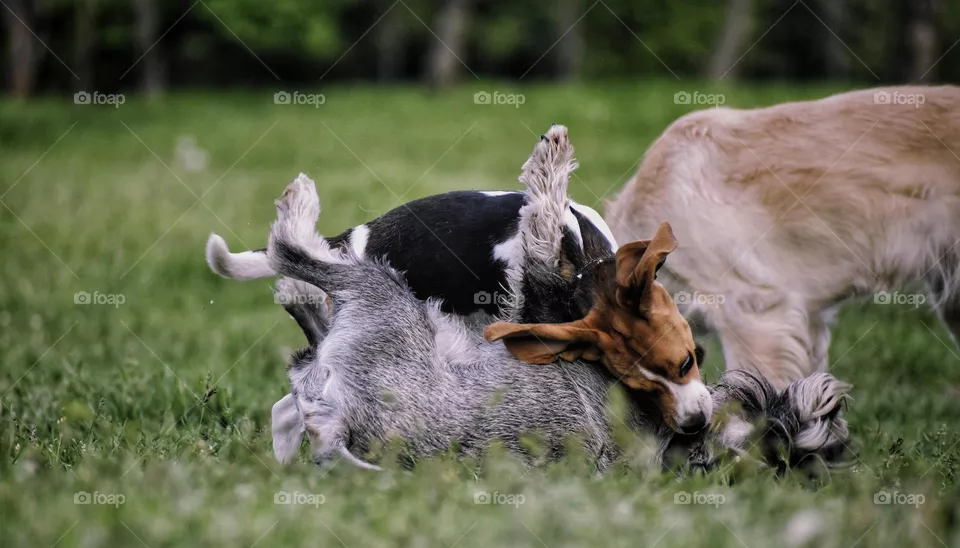 I love dogs