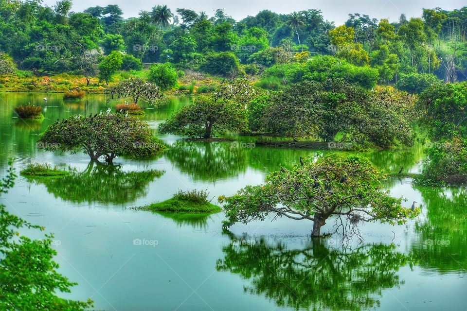 Beautiful lake with trees