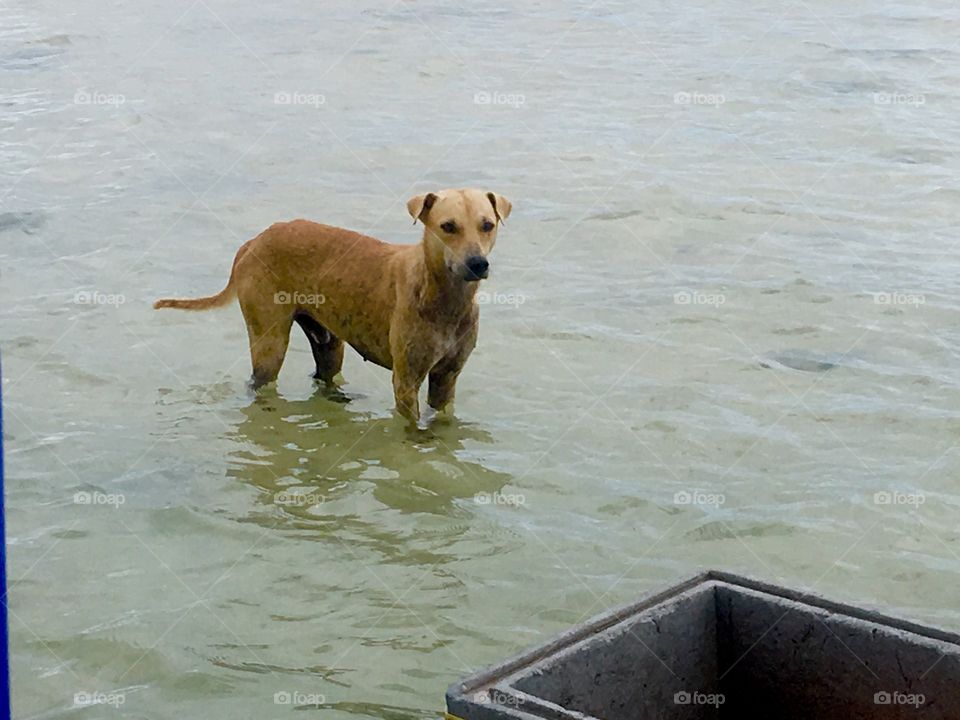 Dog in the ocean waters