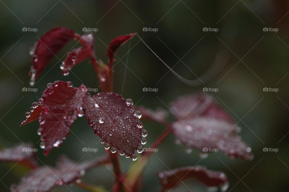 Raindrops on red leaves with cobwebs