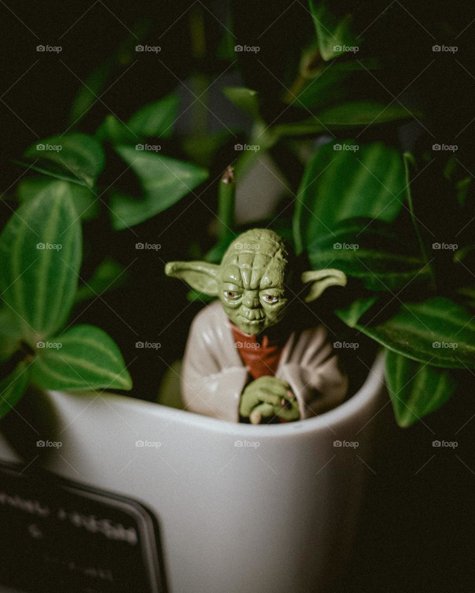 Yoda