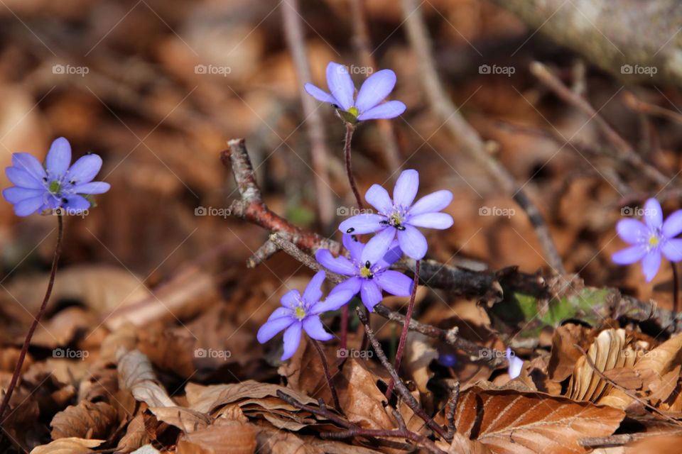 Close-up of a blue blossoming flower among dried leaves in spring