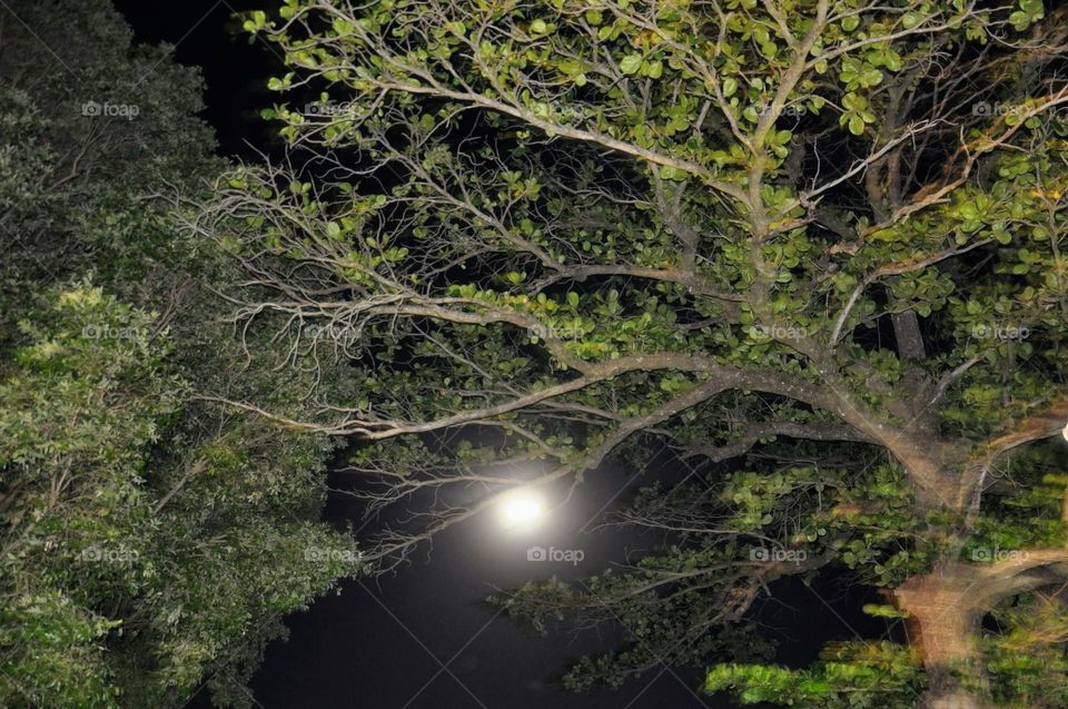 lua cheia no sertão