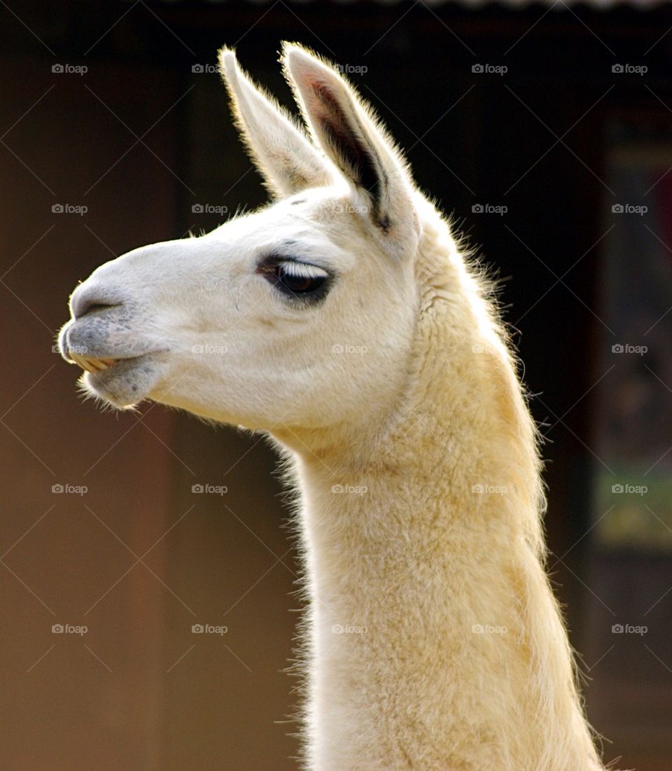 Llama