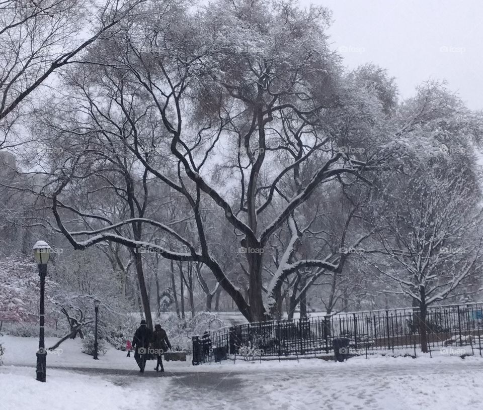 Couple Walking in NYC Park after a Snowstorm