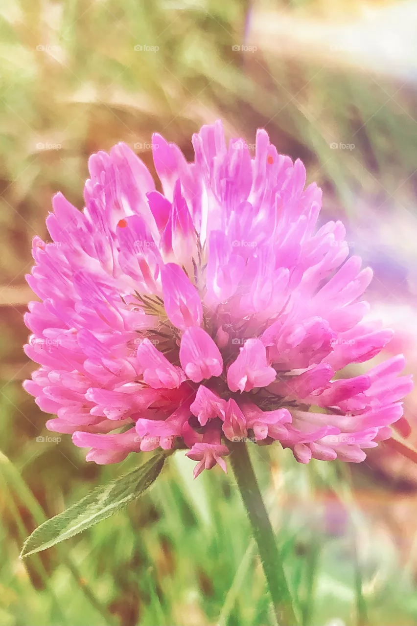 Flower